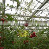 Agricultural Greenhouse for Tomato thumbnail-3