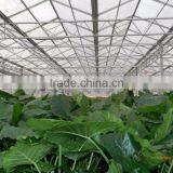 Greenhouses for Roses thumbnail-5