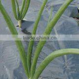 PE Agricultural Black Plastic Ground Cover thumbnail-3