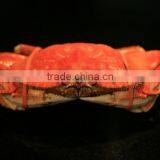 DUNGENESS CRAB