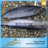 Fresh Whole Frozen Bullet Tuna thumbnail-2