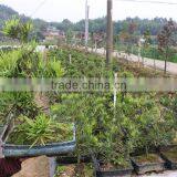 Podocarpus Outdoor Bonsai Export Wholesale thumbnail-2