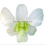 Thailand Top Quality D-002 Dendrobium White Orchid thumbnail-1