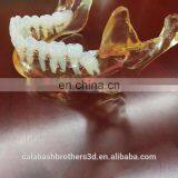 High Accuracy Human 3D Organ Figure Color 3D Printing Organ Model WJP 3D Printing thumbnail-3