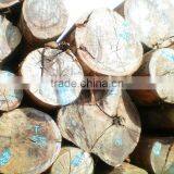 high quality comperative price Laos Keruing Logs