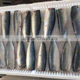 Pacific Mackerel Fillets New Coming