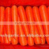 Fresh Carrot thumbnail-1