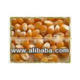 POP CORN Kernels thumbnail-1