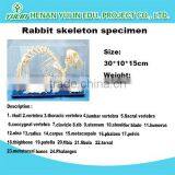 Rabbit Skeleton Preserved Model Skeleton for Teaching and Medical for Agriculture