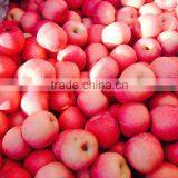 Red Fuji Apple thumbnail-2