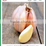 Fresh White Garlic From Chinese Garlic Hometown Jinxiang thumbnail-1