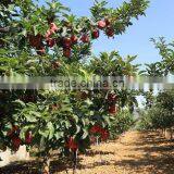 Delicious Red Huaniu Apple Sweet Taste Apples With Best Price thumbnail-4