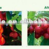 Seaweed Composition Fertilizer thumbnail-3