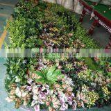 Fake Wall Decoration Artificial Green Plant Wall thumbnail-1
