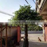 Outdoor Artificial Ficus Tree Fake Banyan Green Leaves Tree for Decoration thumbnail-5