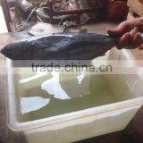 2016 Fresh Frozen Bonito Tuna 300g-500g From China thumbnail-2