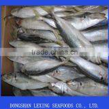 Sea Frozen Good Quality Horse Mackerel for Canning thumbnail-1
