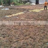 Gracilaria, Eucheuma Spinosum And Eucheuma Cottoni Seaweeds thumbnail-3