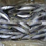 Fresh Horse Mackerel 10/12 Round Scad Decapterus Maruadsi thumbnail-1