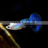 Blue Dimond Male Guppy Fish Size for Aquarium Fish Export thumbnail-1
