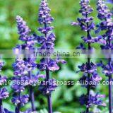 Lavender Oil thumbnail-1