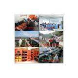 CE Passed 6 Cues/ Channes Remote Wireless Fireworks Firing System + 20 Pcs Igniters for Consumer Fireworks Display +150 M Remote thumbnail-2