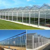 Glass Surrounded Greenhouse with PC Sheet Triple A-Shape Roof