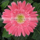 Fashionable Honey Fresh Cut Gerbera Flower thumbnail-4