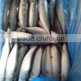 Chilled Pacific Mackerel Whole Round Size 200-300g thumbnail-6