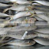 Horse Mackerel