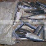 Ship Frozen Mackerel HGT