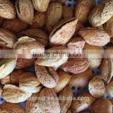 Good Taste Snack Roasted Almond With Shell for Sales