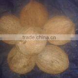 Husked Coconuts thumbnail-2