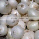 WHITE ONIONS thumbnail-1
