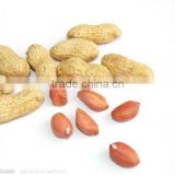 Groundnut Peanut kernel