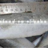 Horse Mackerel Frozen Fish Frozen Mackerel Bait thumbnail-2