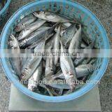 WholesaleFozen Seafood Frozen Horse Mackerel Fish thumbnail-1
