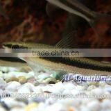 Siamese Algae Eater Fish For Sale / Aquarium Fish Thailand thumbnail-1