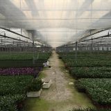 Clear Multispan Plastic Film Greenhouse for Agriculture Farming