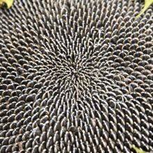 Chinese Whole Edible Sunflower Seeds thumbnail-1