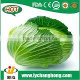 [Hot Sale] wholesale cabbage