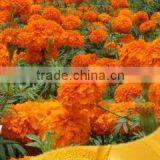 100% pure lutein marigold extracts