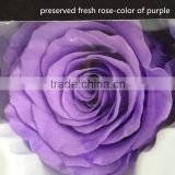 Never fade preserved fresh flower with 4-5cm preserved roses