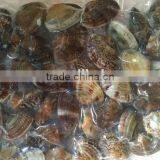 Frozen Whole With Shell Meretrix Meretrix Fresh Clam