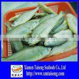 China Origin Frozen Yellow Croaker Farm Raised 300-400G thumbnail-1