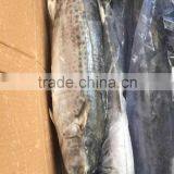 Wholesale Whole Round Spanish Mackerel Fish On Sale thumbnail-3