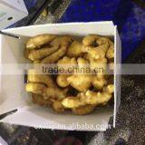 Big Size Yellow Fresh Ginger From China thumbnail-1