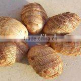 Top Grade Low Price Fresh Taro thumbnail-1