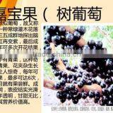 Jaboticaba Seeds Jabuticaba Guapuru Hivapuru Sabara Ybapuru Brazilian Grape Tree Seeds For Growing thumbnail-1