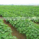 Jatropha Tree Seeds for Planting